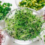 f12-grow-microgreens-indoors-v1